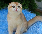 Кошки в Волгодонске: Котёнок  Мальчик, Бесплатно - фото 1