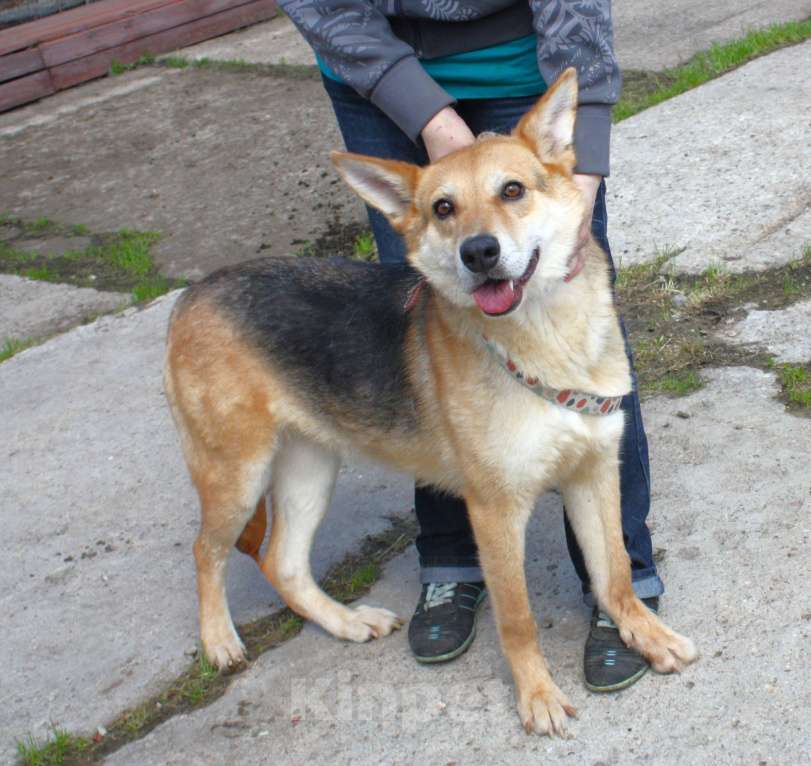 Собаки в Москве: Мяте очень нужен свой человек, она очень грустит без хозяина! Девочка, Бесплатно - фото 3