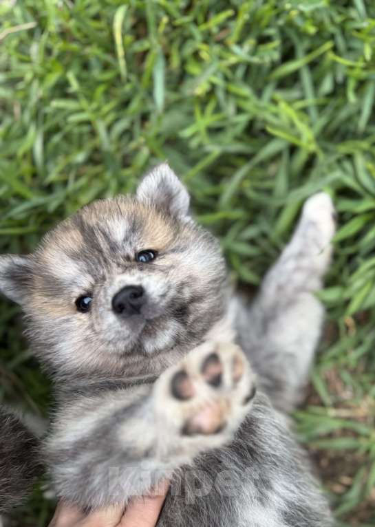 Собаки в Новосибирске: Шикарный тигренок-акитенок Мальчик, 80 000 руб. - фото 7