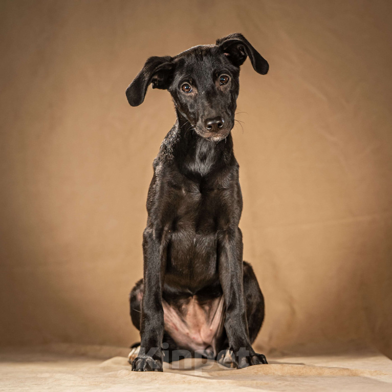 Собаки в Клине: Нокси — сообразительная собачка Девочка, Бесплатно - фото 3