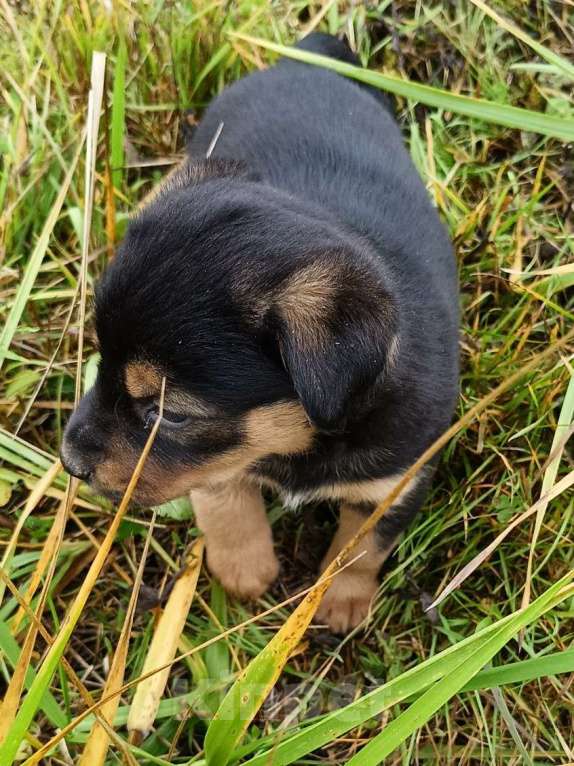Собаки в других городах Ленинградской области: Цветной язычëк Девочка, Бесплатно - фото 2