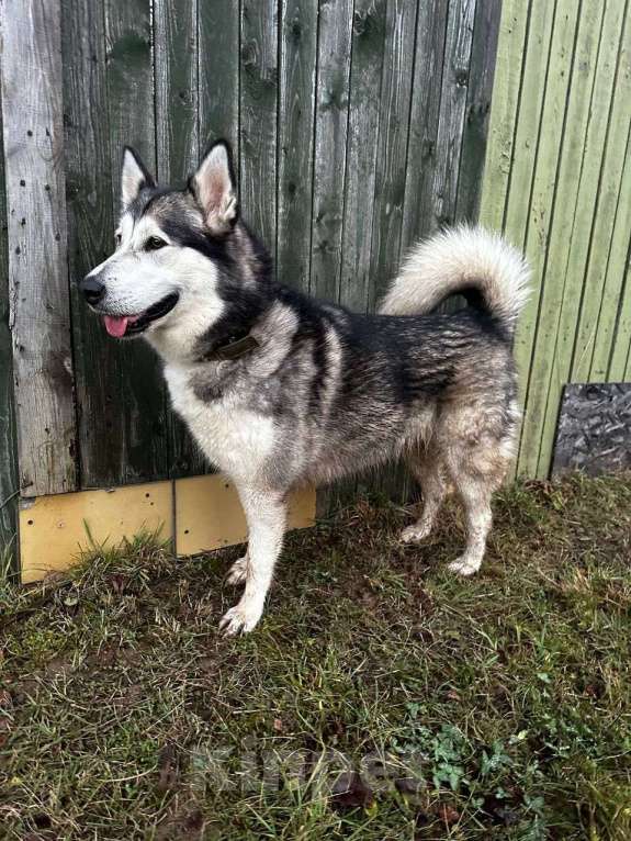 Собаки в Москве: Маламут Джесси в добрые и любящие руки Девочка, Бесплатно - фото 2