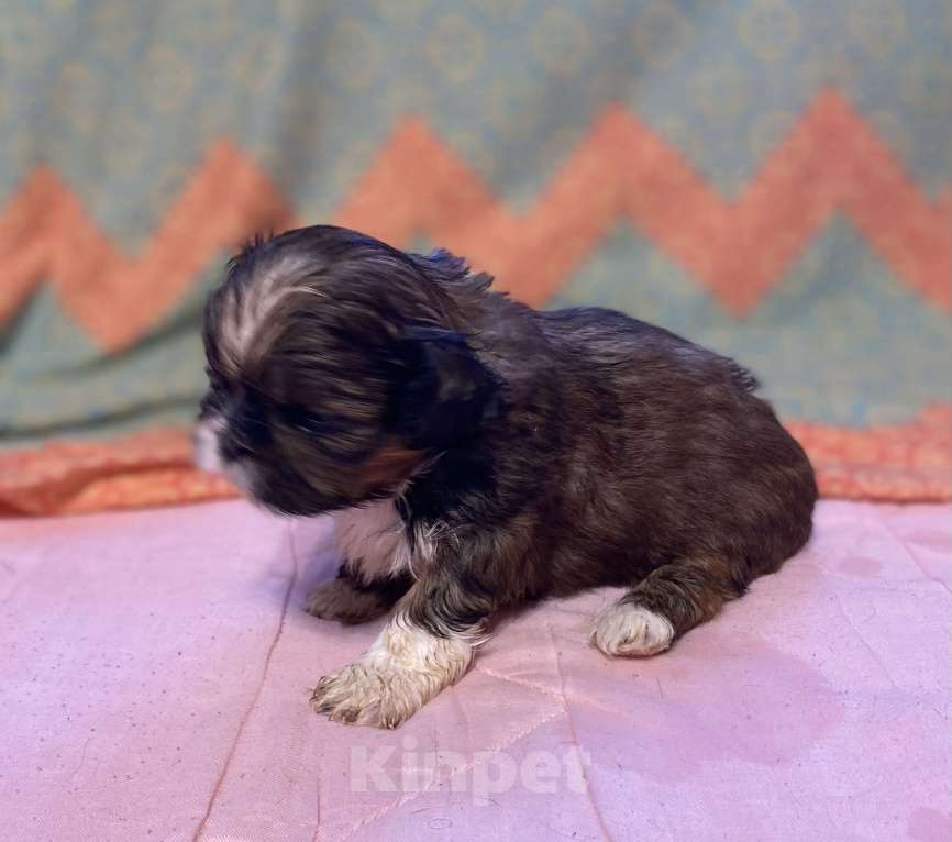 Собаки в Санкт-Петербурге: Очаровательная девочка золотого окраса  Девочка, 40 000 руб. - фото 4