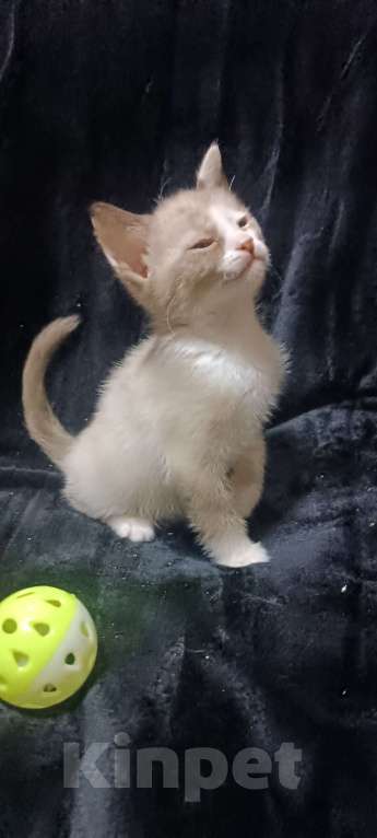 Кошки в Донецке: Сфинкс браш девочка Девочка, 7 000 руб. - фото 4