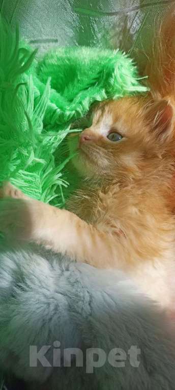 Кошки в Санкт-Петербурге: Рыжее солнышко котенок 1 мес.,девочка Девочка, 500 руб. - фото 2