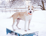 Собаки в Москве: Девочка из приюта ищет дом! Девочка, Бесплатно - фото 9