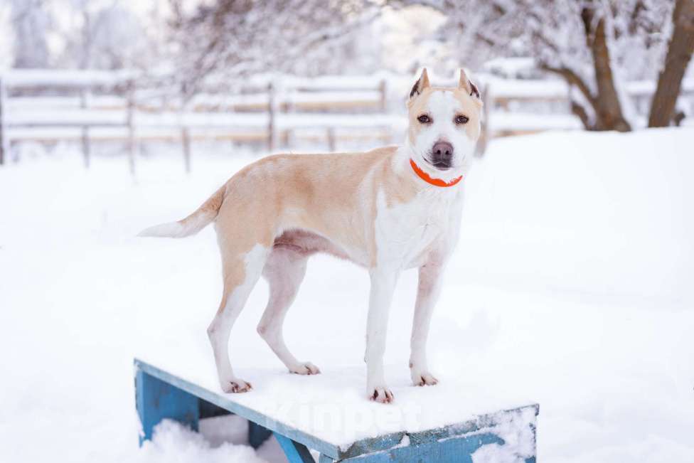 Собаки в Москве: Девочка из приюта ищет дом! Девочка, Бесплатно - фото 9