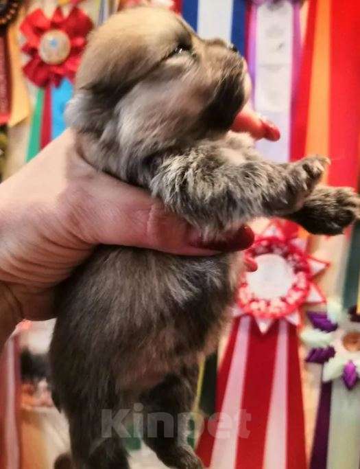 Собаки в Самаре: Щенки шпица мини Девочка, Бесплатно - фото 2