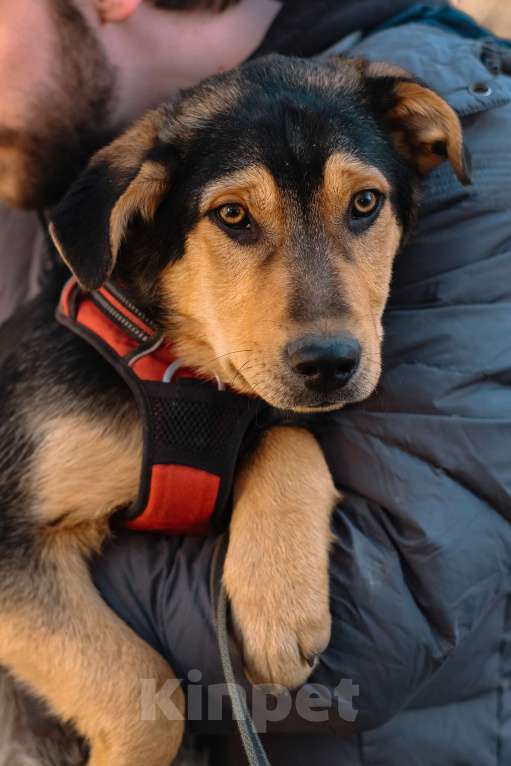 Собаки в Санкт-Петербурге: Гарри из приюта в добрые руки Мальчик, Бесплатно - фото 8