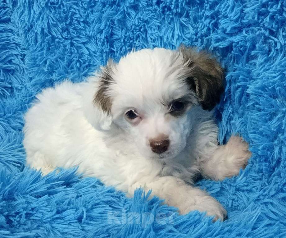 Собаки в Санкт-Петербурге: Пуховый мальчишка  Мальчик, 30 000 руб. - фото 2