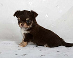 Собаки в Люберцах: Чихуахуа шоколад Мальчик, 79 000 руб. - фото 1