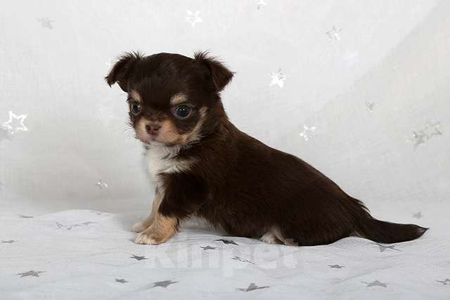 Собаки в Люберцах: Чихуахуа шоколад Мальчик, 79 000 руб. - фото 1