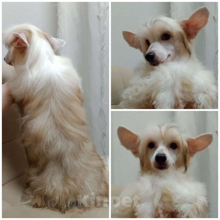 Собаки в Санкт-Петербурге: Пуховые мальчики китайской хохлатой собаки Мальчик, 25 000 руб. - фото 8