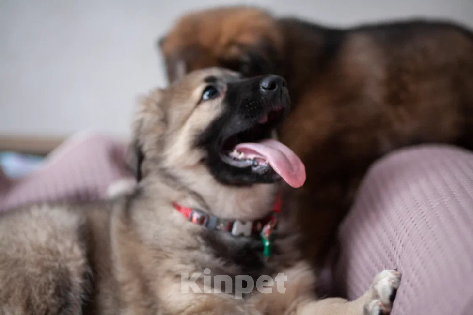 Собаки в Москве: Щенок в добрые руки Мальчик, Бесплатно - фото 5