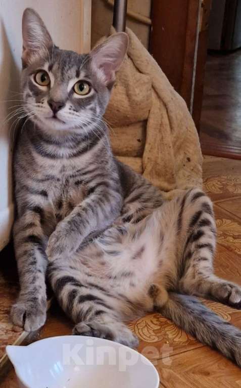 Кошки в Иваново: Пропал кот Мальчик, Бесплатно - фото 2