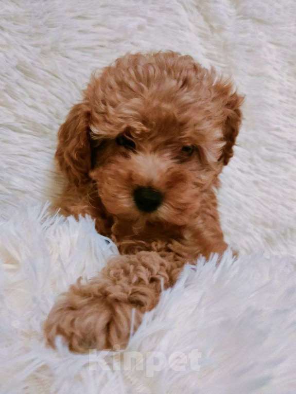 Собаки в Анапе: Той-пудель девочка, взрослая будет 2,5–3 кг Девочка, 70 000 руб. - фото 2