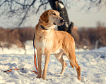 Собаки в Москве: Обаятельный Алтай в добрые руки! Мальчик, Бесплатно - фото 5