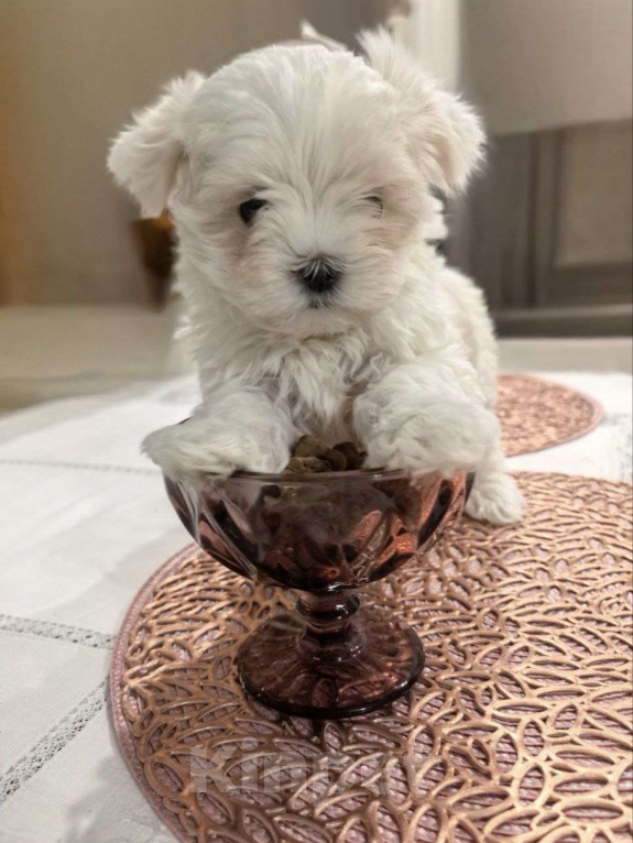 Собаки в Липецке: Мальтийская болонка, мальчик Мальчик, Бесплатно - фото 1