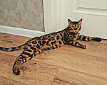 Кошки в Иваново: Кот бенгал на вязку, 6 000 руб. - фото 2