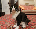 Кошки в Лобне: Кот Мейн Кун на вязку Мальчик, 2 000 руб. - фото 1