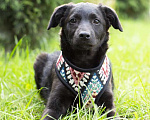 Собаки в Москве: Черный щенок Трюфель в добрые руки Мальчик, 100 руб. - фото 2