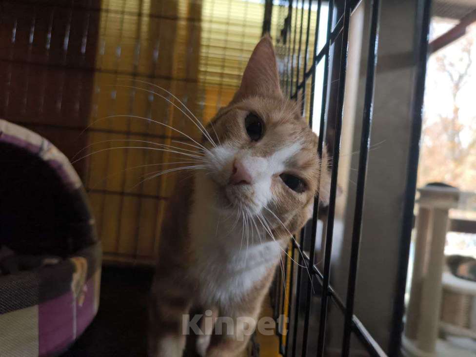 Кошки в Москве: Кошечка Осень Девочка, Бесплатно - фото 1