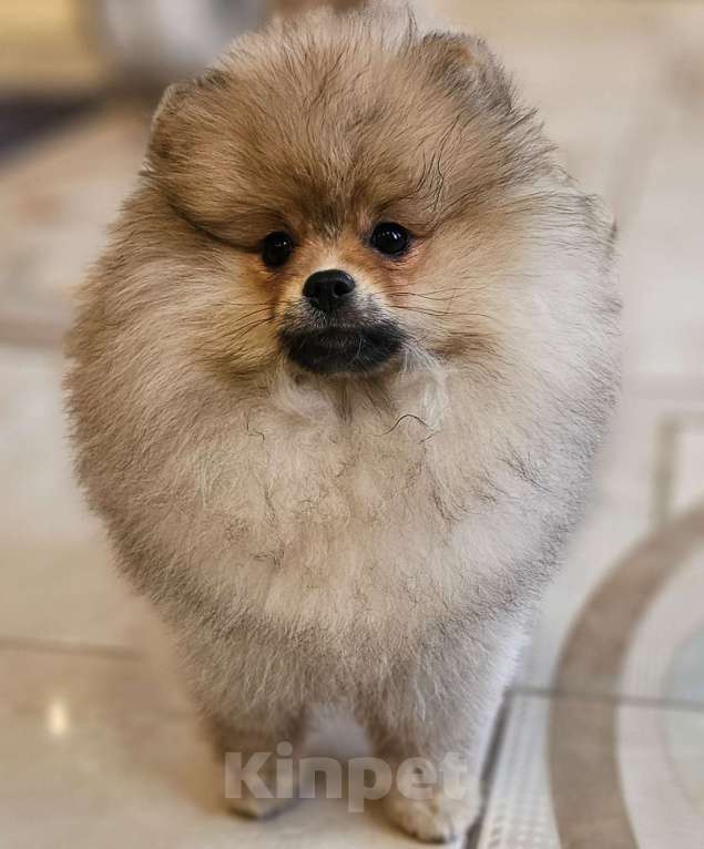 Собаки в других городах Московской области: Щенки шпица Девочка, 30 000 руб. - фото 3