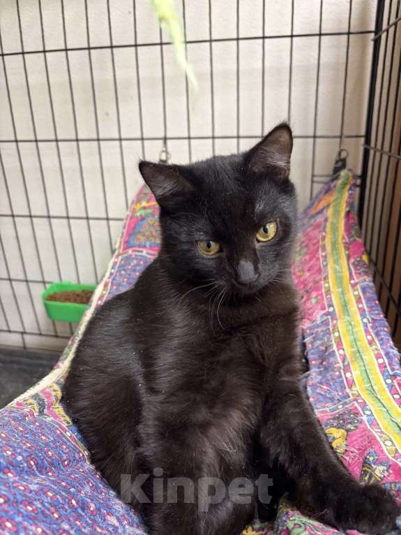 Кошки в Москве: Черный котёнок Нуар в добрые руки Мальчик, Бесплатно - фото 4