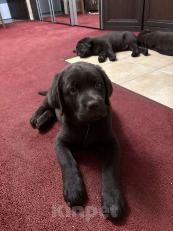 Собаки в Люберцах: ЭЛИТНЫЙ ЩЕНОК ЛАБРАДОРА- РЕТРИВЕРА, ШОКОЛАДНОГО ОКРАСА Девочка, 100 000 руб. - фото 4