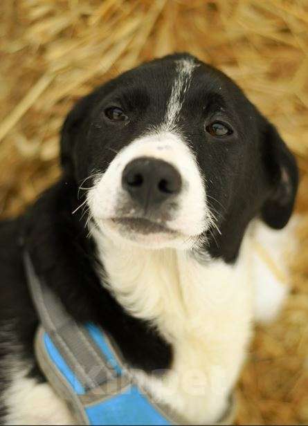 Собаки в Москве: Норд ищет семью Мальчик, Бесплатно - фото 5