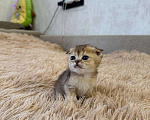 Кошки в Самаре: Шотландские котята (золотая шиншилла) Разнополые, 25 000 руб. - фото 5