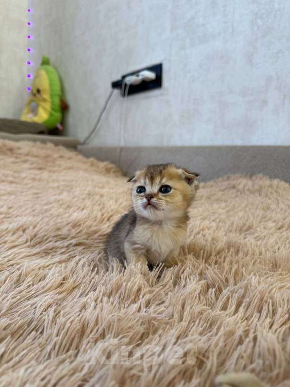Кошки в Самаре: Шотландские котята (золотая шиншилла) Разнополые, 25 000 руб. - фото 5