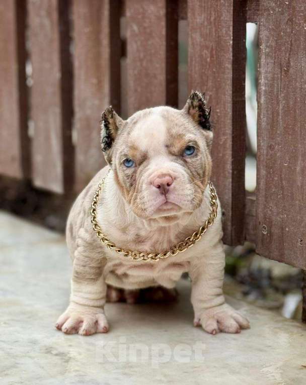 Собаки в других городах Московской области: Американский Булли щенок  Мальчик, 150 000 руб. - фото 3