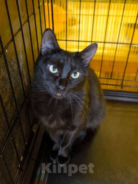 Кошки в Москве: Двоё: я и моя тень Мальчик, Бесплатно - фото 3