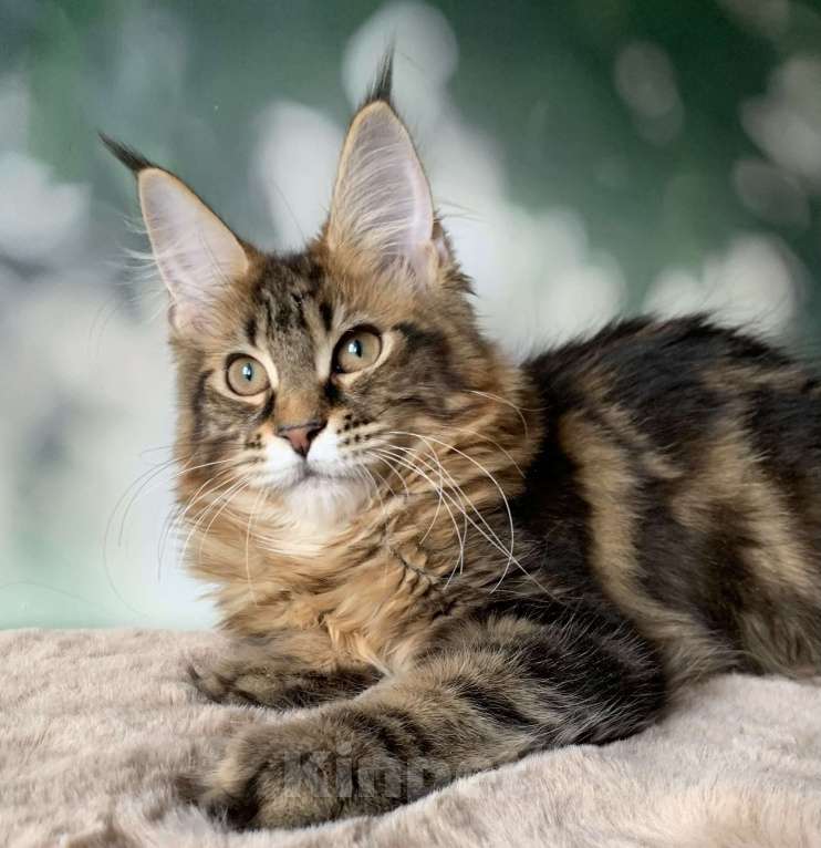 Кошки в Санкт-Петербурге: Кошечка мейн кун с полным пакетом документов. Девочка, 20 000 руб. - фото 2