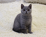Кошки в Ульяновске: Британские котята Девочка, 20 000 руб. - фото 5