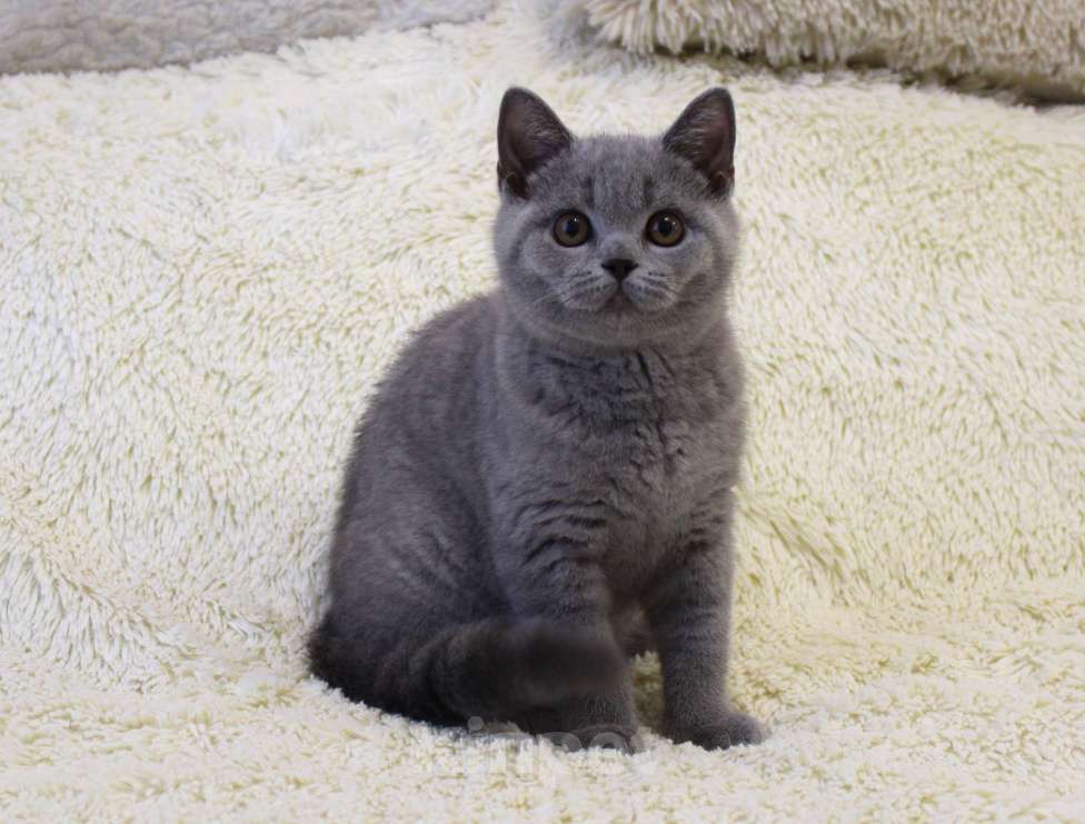 Кошки в Ульяновске: Британские котята Девочка, 20 000 руб. - фото 5