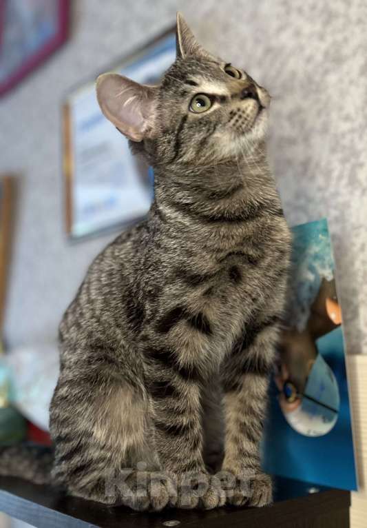 Кошки в Мурином: Бэм и Симба ищут дом Мальчик, Бесплатно - фото 9