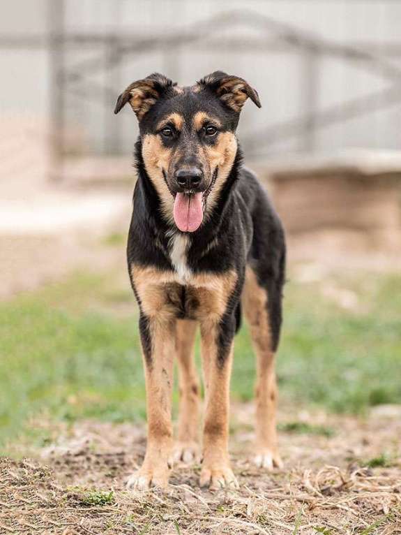Собаки в Москве: Чудесная ласковая молодая собачка Клепа ищет дом Девочка, Бесплатно - фото 1