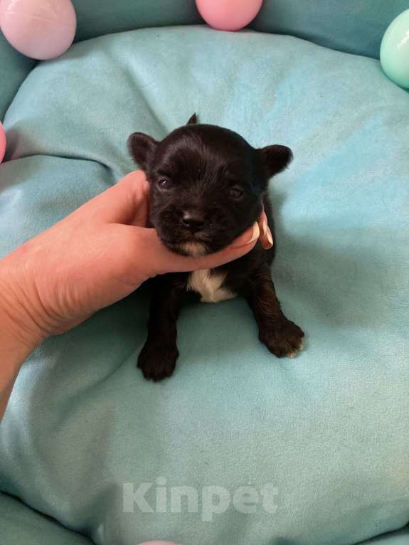 Собаки в Москве: Чёрный йорк мальчик под резерв Мальчик, 80 000 руб. - фото 2