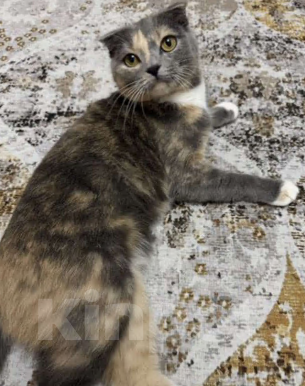 Кошки в Гатчине: Кошечка в добрые руки Девочка, Бесплатно - фото 2