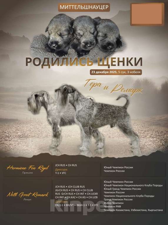 Собаки в Барнауле: Щенок Миттельшнауцера Девочка, 45 000 руб. - фото 4