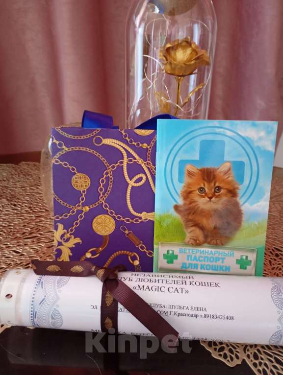 Кошки в Краснодаре: Шотландский котенок Девочка, 20 000 руб. - фото 7