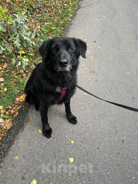 Собаки в других городах Московской области: Спокойный мишка Мальчик, Бесплатно - фото 2