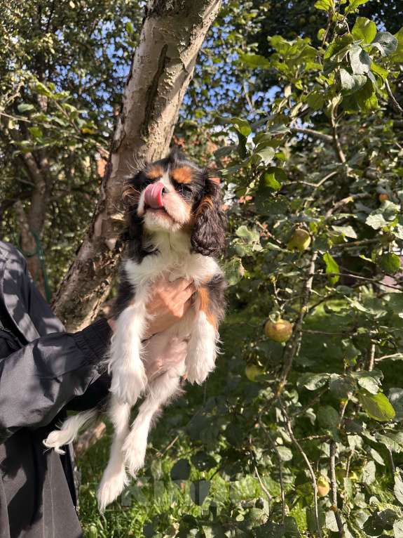 Собаки в Москве: Очаровательный триколорный мальчик кавалер кинг чарльз спаниеля  Мальчик, Бесплатно - фото 7