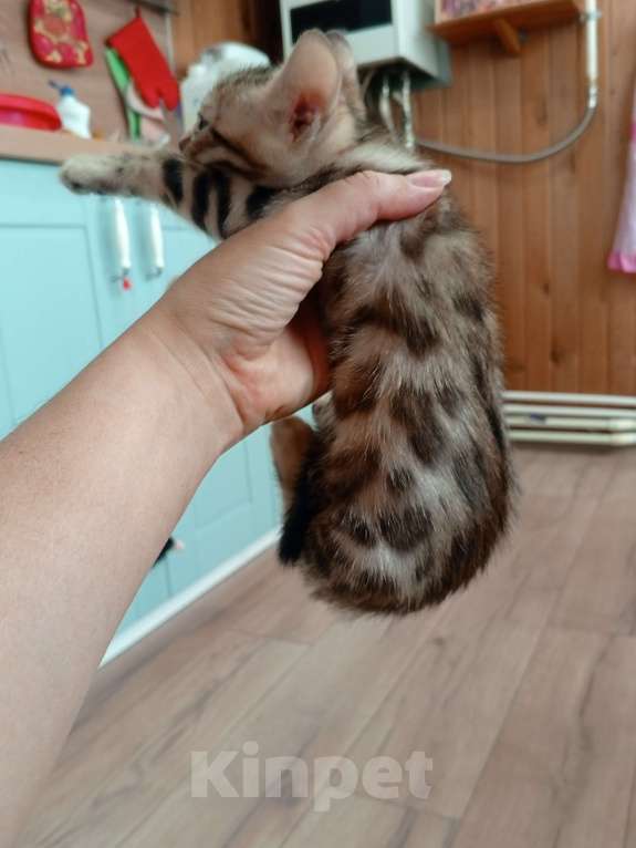 Кошки в других городах Московской области: Бенгальская девочка. Бронь до воскресенья Девочка, 20 000 руб. - фото 1