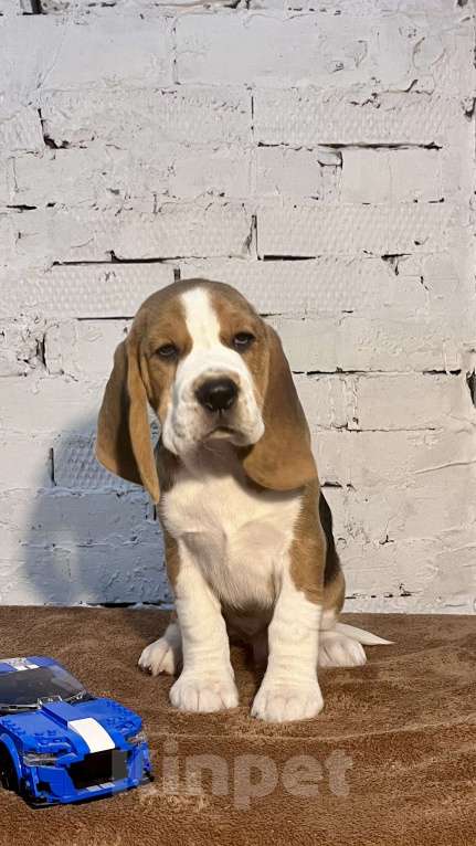 Собаки в Уфе: Виски Делюкс Мальчик, 40 000 руб. - фото 1