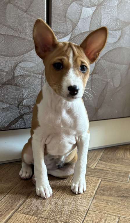 Собаки в Котласе: Щенки Басенджи Разнополые, 50 000 руб. - фото 5