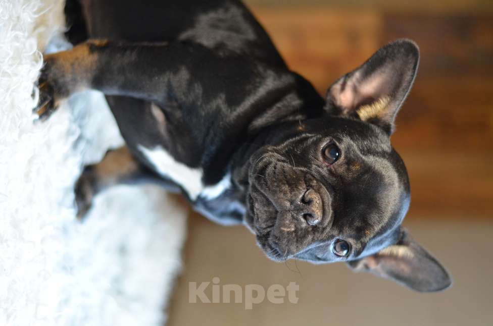 Собаки в Москве: черный бриллиант Мальчик, 100 000 руб. - фото 1