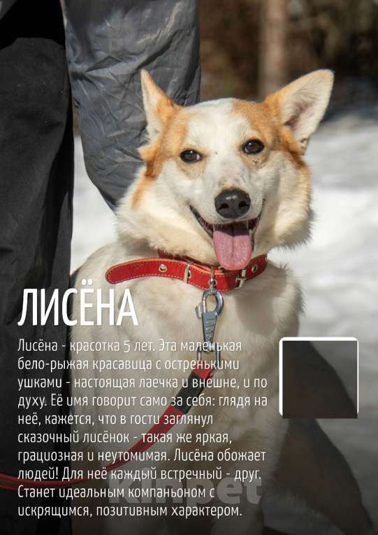 Собаки в Москве: Лисена, 5 лет Девочка, Бесплатно - фото 6